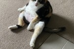 2 x short haired cats both 11 years old