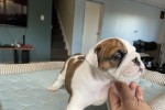 10 week old English Bulldog