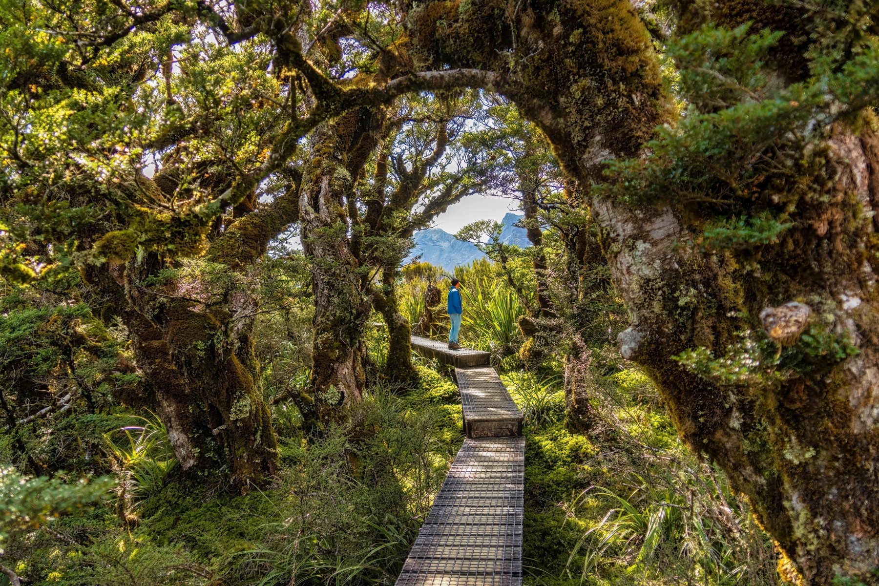 Epic hike in Fiordland National Park