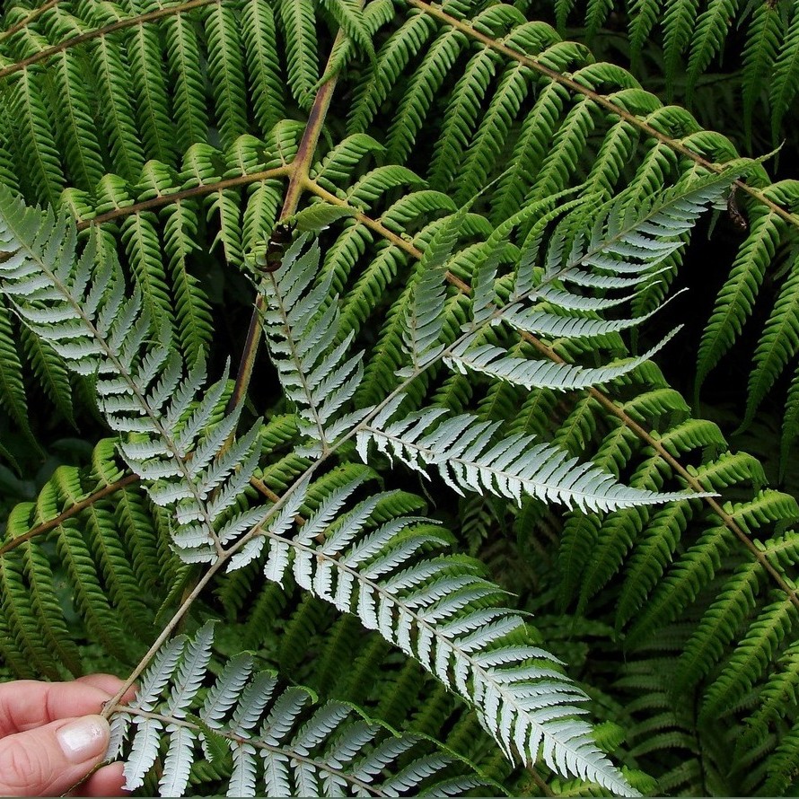The Silver Fern