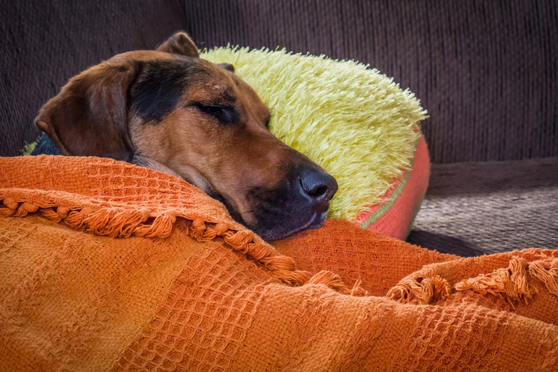 Pet insurance New Zealand