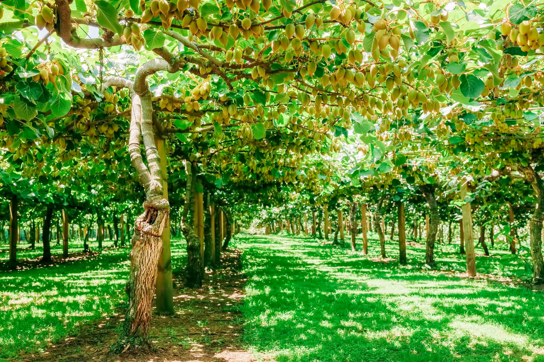 Locally grown kiwis in New Zealand