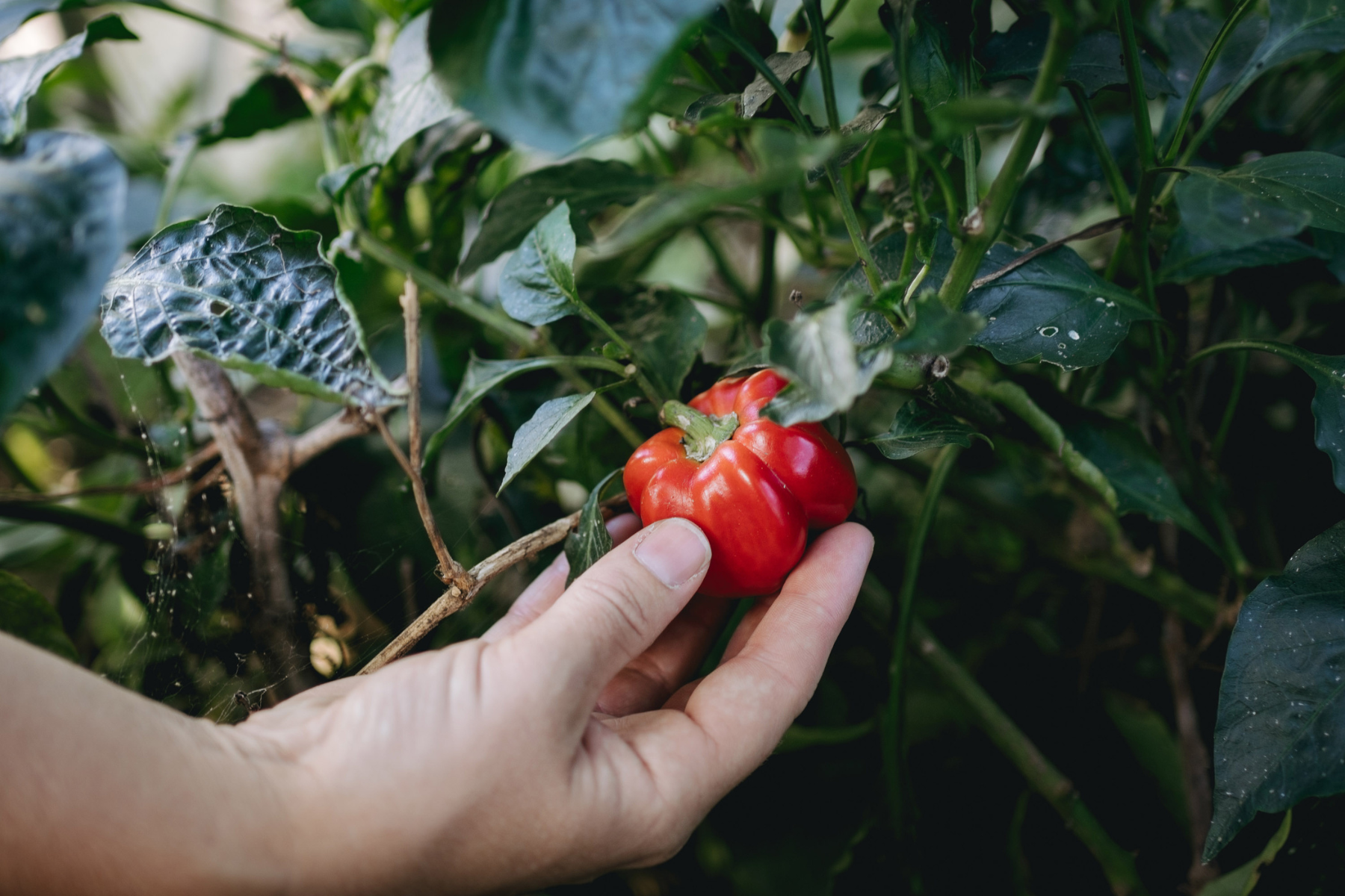 Hand picking a ripe red capsicum from a leafy garden plant.