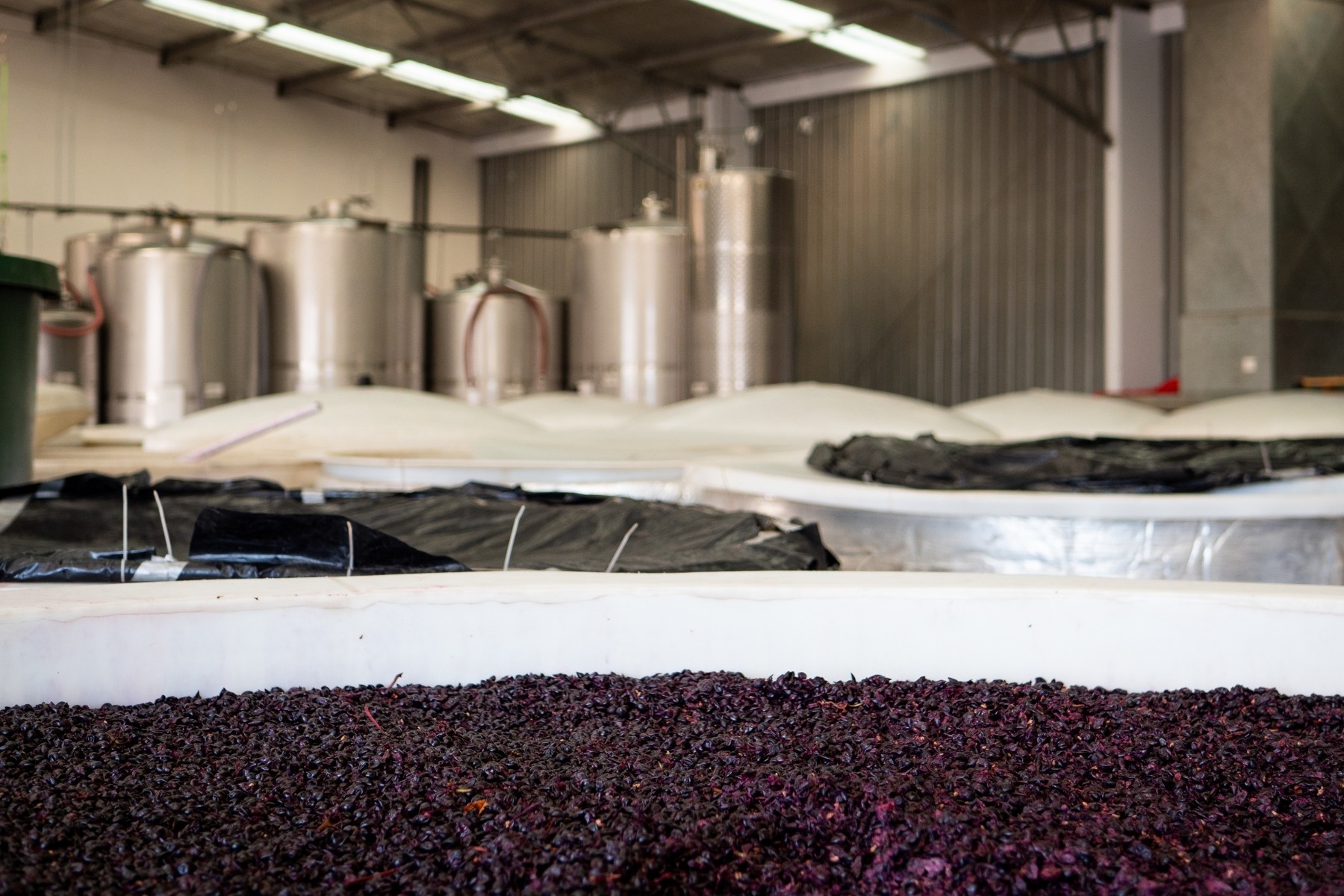 Winery showcasing viticulture in the Otago region