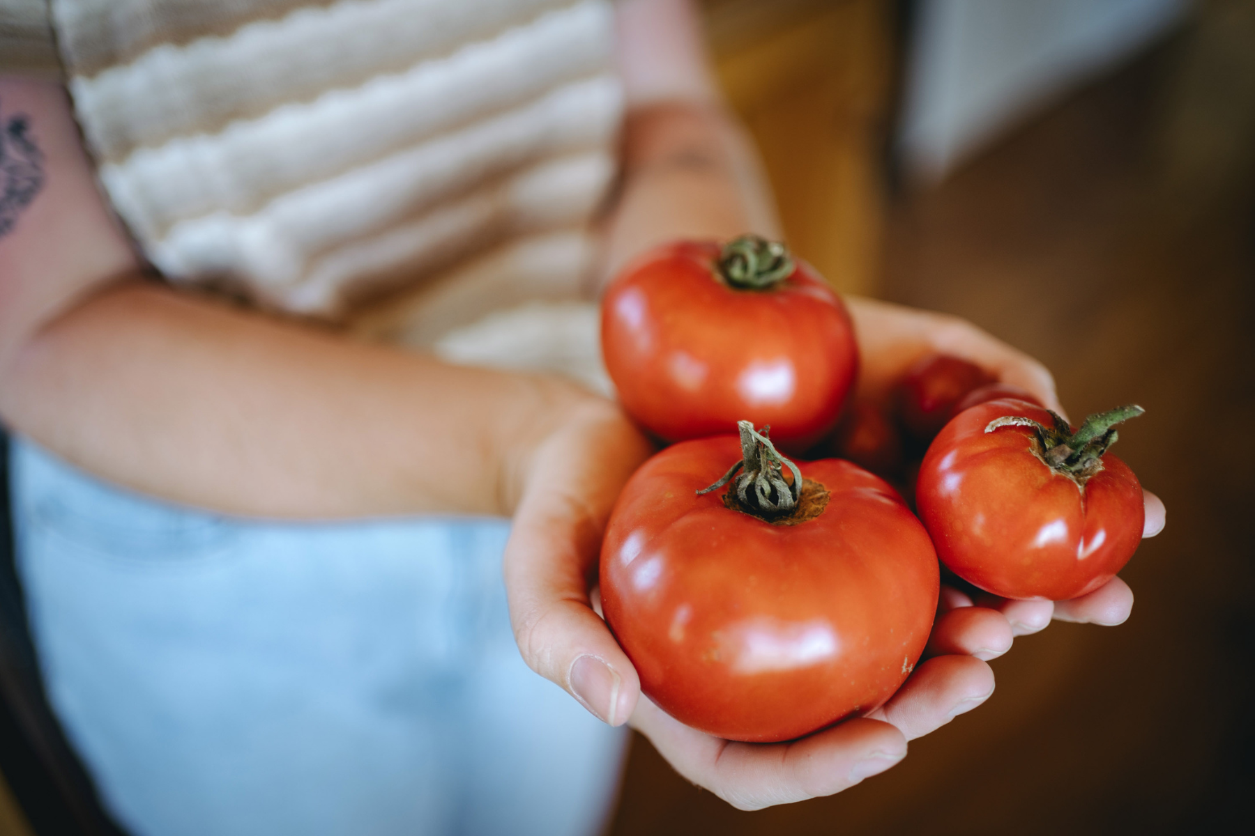Hands holding freshly picked tomatoes from a home garden.